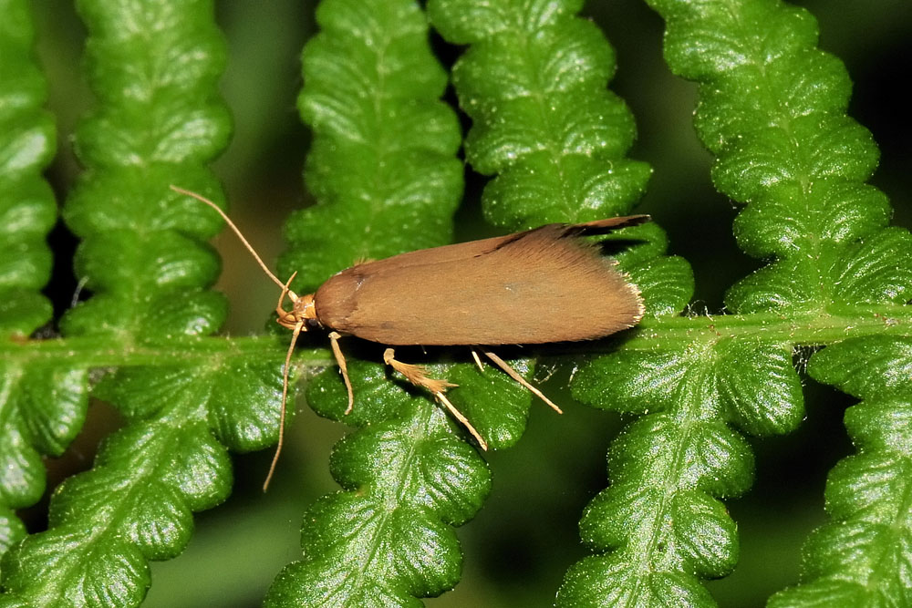 Oecophoridae?  S, Crassa unitella